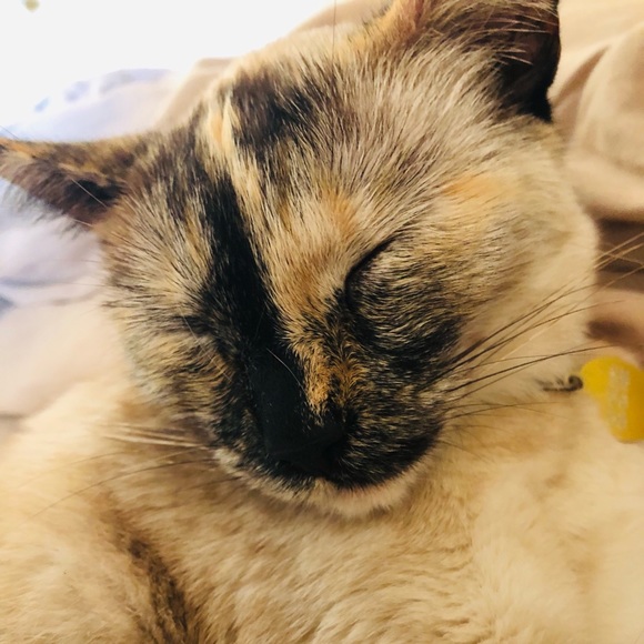 Meet your Posher, Harper - Picture 1 of 1